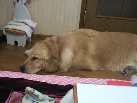 ボク、疲れた・・・(zzz)