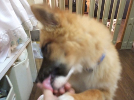 美味しい味する?(ぺろぺろ)