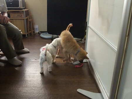 犬は大好き♪