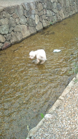 2011.7.18川遊び1