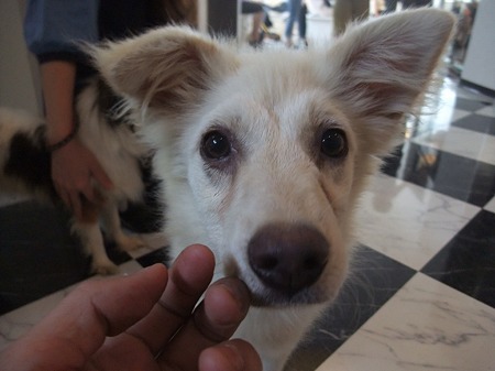 まだまだ子犬ちゃん♪