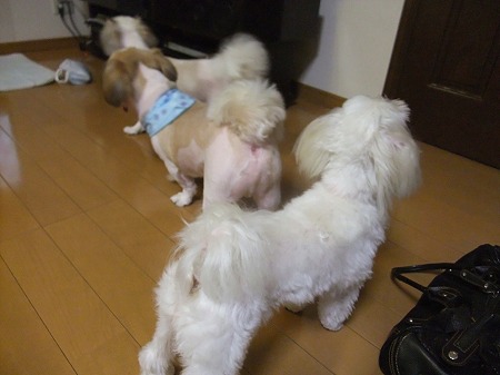 ハクはどれだ??