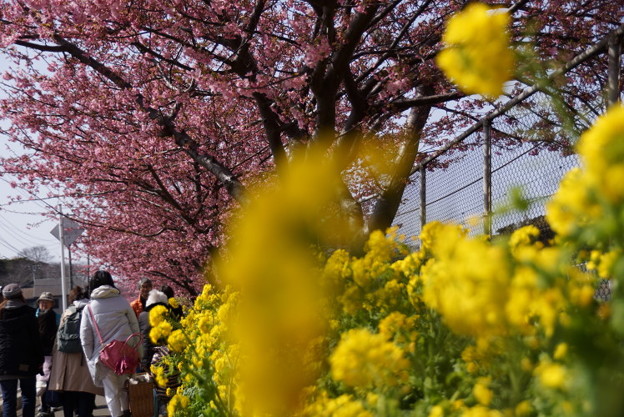 菜の花と河津桜道150228-s