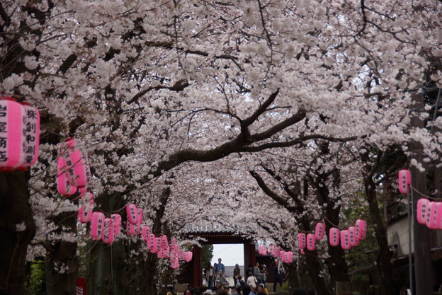 称名寺の桜参道2!20150329