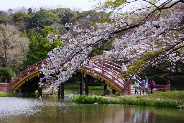 太鼓橋の桜！2015
