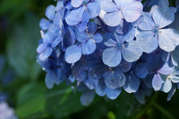 紫陽花鎌倉20160710