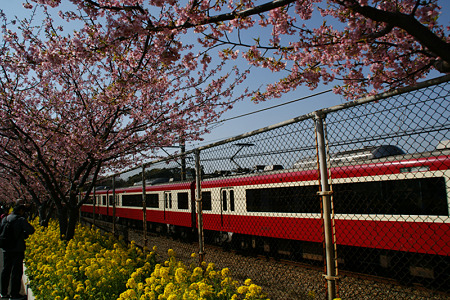 河津桜の中を走る電車!(110226)