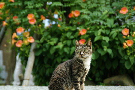 お寺の猫!(110709)