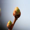 デュークの新芽その2