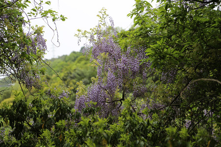 高瀬城 (10)