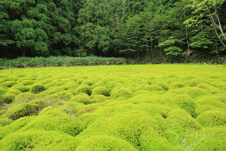 笹倉湿原 (13)