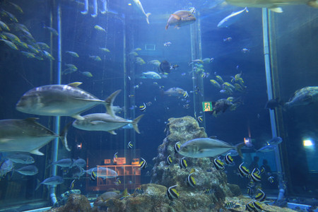 足摺海洋館 (3)