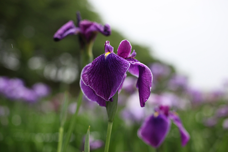 北潟湖畔花菖蒲園 - 14
