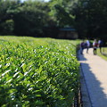 Photos: 茶畑
