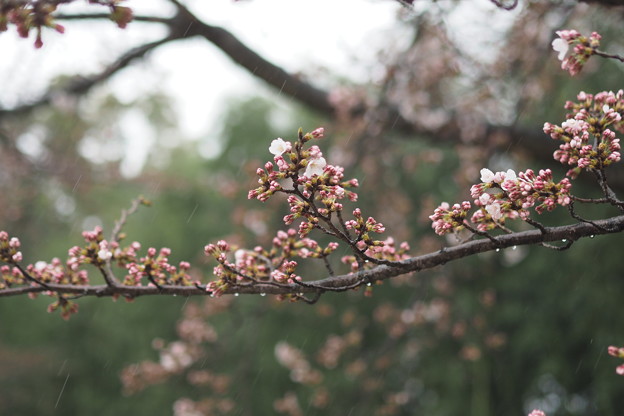 Photos: 後楽園の桜