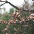 Photos: 後楽園の桜