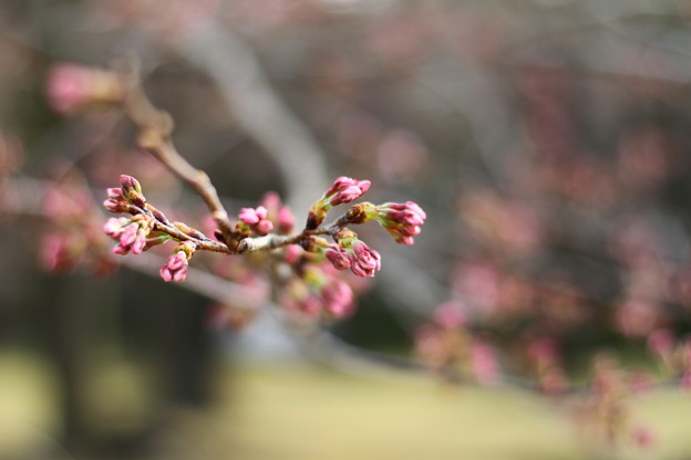後楽園桜