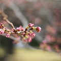 Photos: 後楽園桜