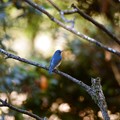 Photos: 冬の森の青い鳥