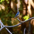 Photos: 幸せの青い鳥♪