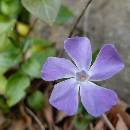 DSCF8609