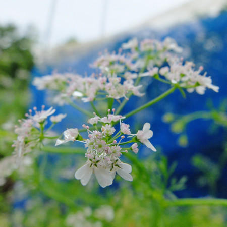 DSCF4736