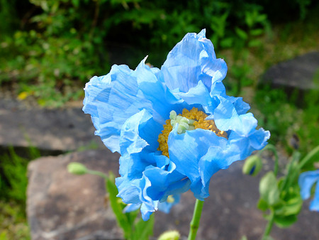 DSCF5441