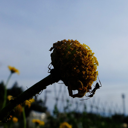 DSCF6472