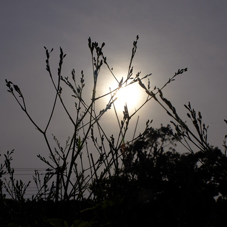 DSCF6485