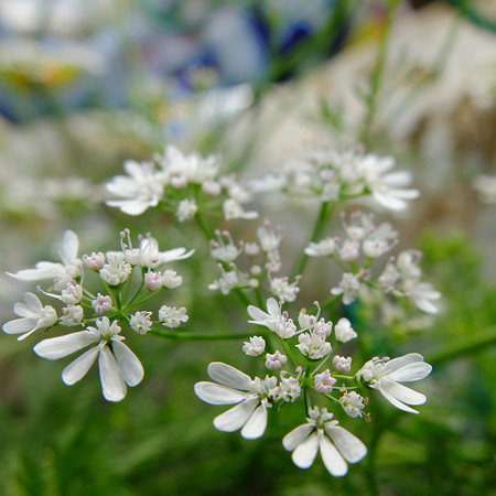 DSCF6377