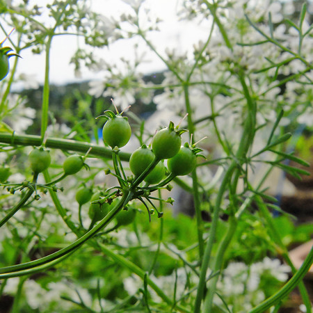 DSCF6378
