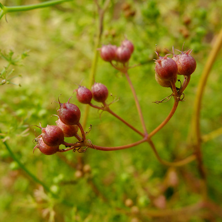 DSCF6406