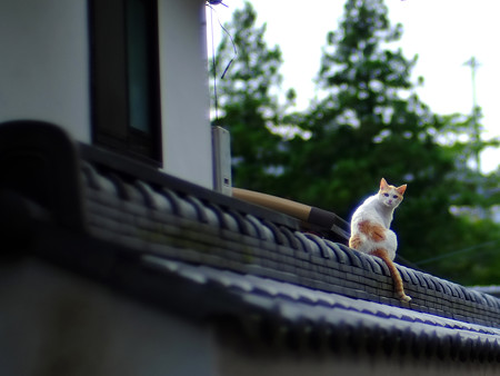 DSCF9367