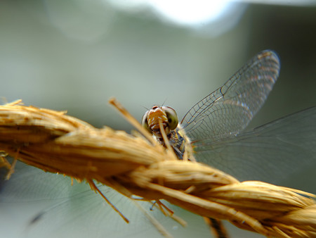 DSCF0421