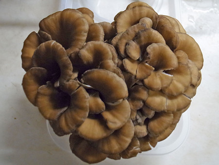 R0028102