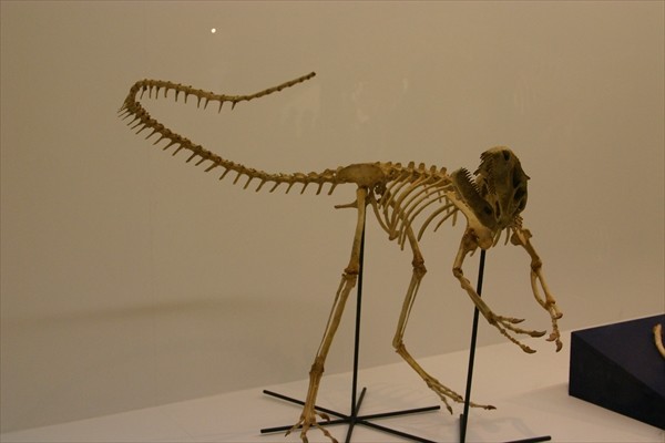 化石　骨格　標本　恐竜　超巨大種　ワニ　美麗歯
