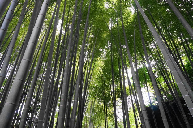 rs1-160926_80_竹林・SH(英勝寺) (9)
