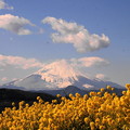 rs-170213_82_富士山と菜の花・SL(吾妻山) (9)