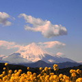 rs-170213_82_富士山と菜の花・SL(吾妻山) (10)
