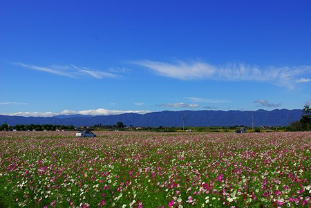 羽島 コスモス畑の中を走る