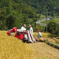 Photos: 段々畑の稲刈りが始まりました。１