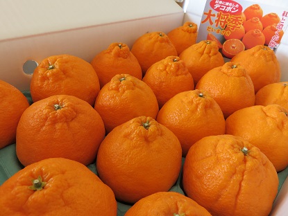 JA鹿児島いずみ「紅デコポン 大将季」