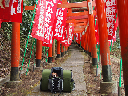 佐助稲荷神社2