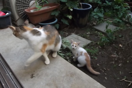 ミケママ&子ネコ0728