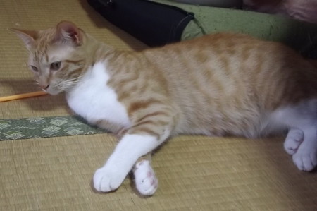 チグラーシャ0728