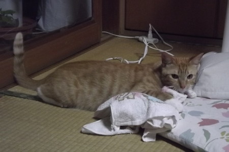 チグラーシャ0729