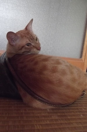チグラーシャ0730