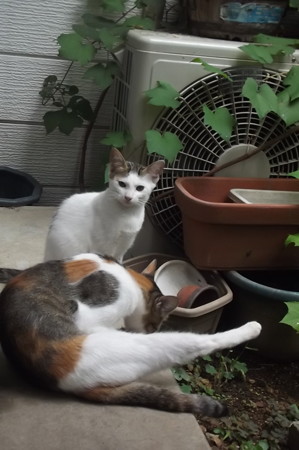 ミケママ&子ネコ0828
