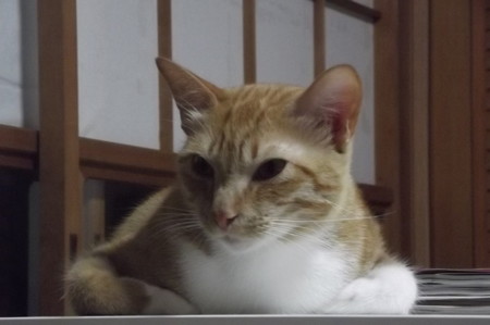 チグラーシャ0827