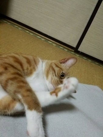 チグラーシャ0910
